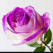 Glitter Rose Bouquet